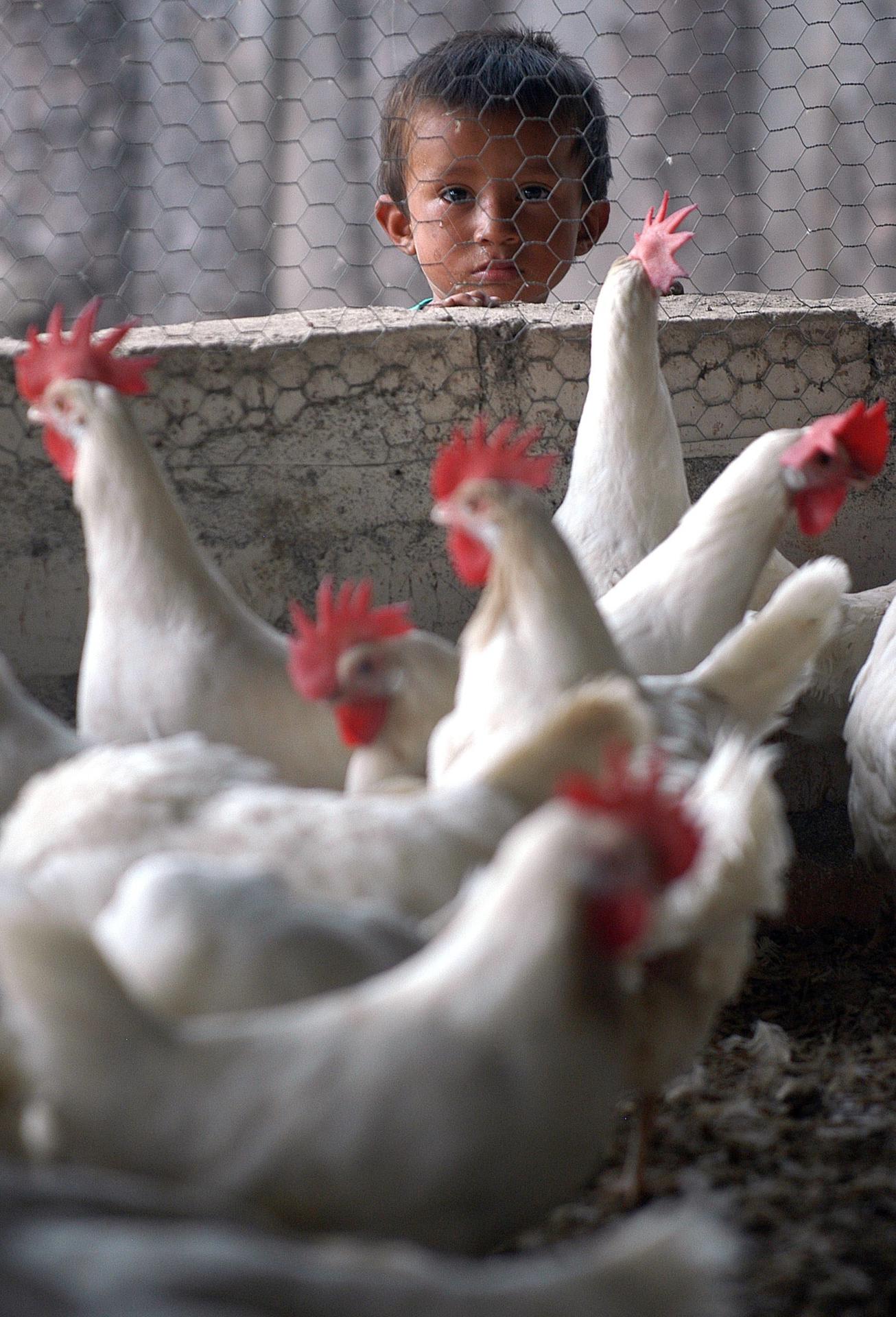 En la imagen de archivo, un niño hondureño observa a las gallinas en una granja avícola. EFE/David de la Paz