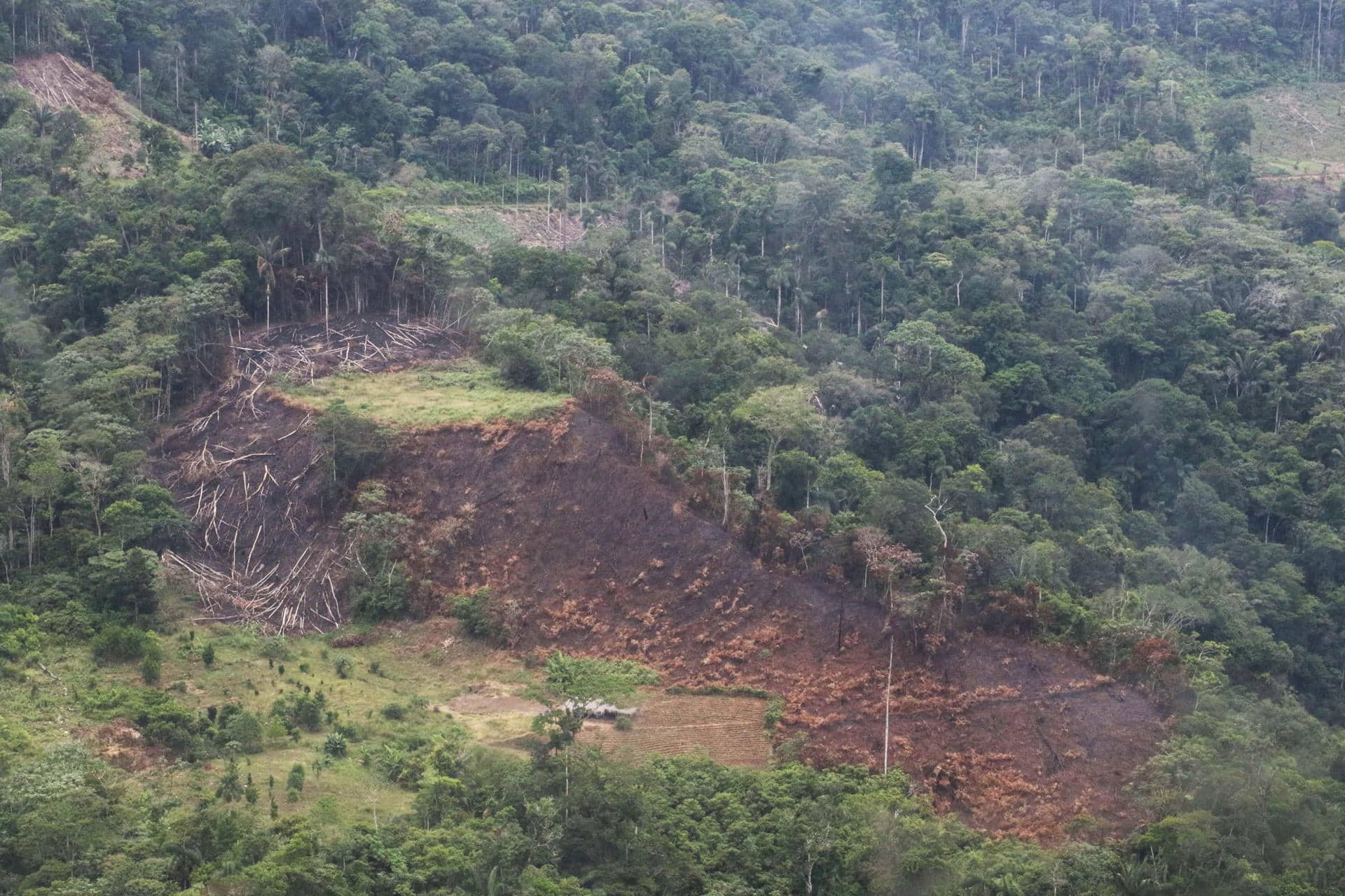 Fotografía aérea de una zona con coca excedentaria, este viernes, en Cochabamba (Bolivia). EFE/ Juan Carlos Torrejon