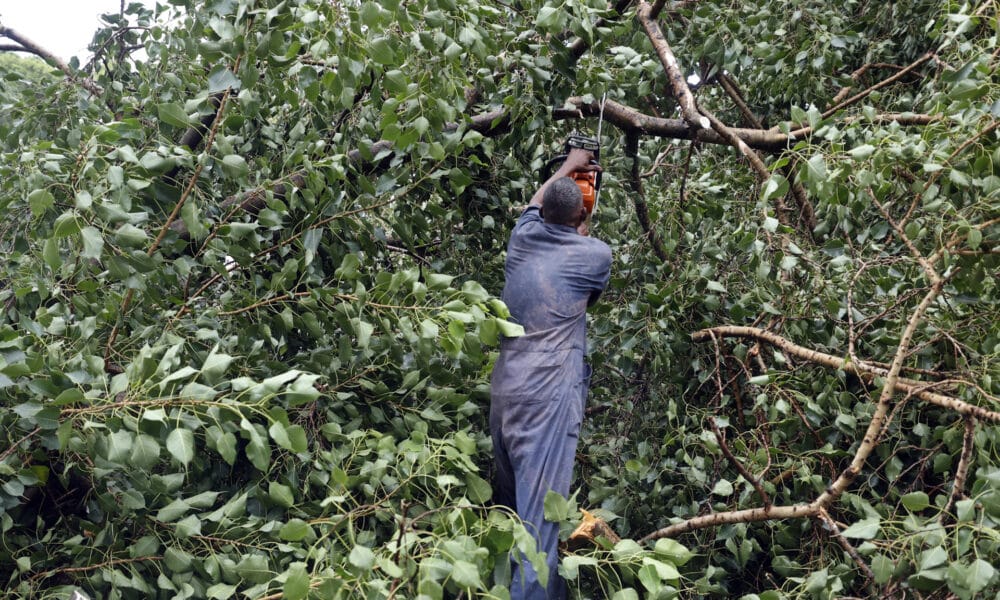 Brigadas de trabajadores realizan este jueves labores de cortes de árboles caídos, después del paso del Huracán Rafael por La Habana (Cuba). EFE/Ernesto Mastrascusa