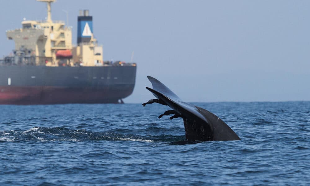 Una ballena cerca de un gran buque en el sur de Sri Lanka. Crédito: Asha de Vos. Imagen facilitada por la Universidad de Washington.