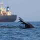 Una ballena cerca de un gran buque en el sur de Sri Lanka. Crédito: Asha de Vos. Imagen facilitada por la Universidad de Washington.