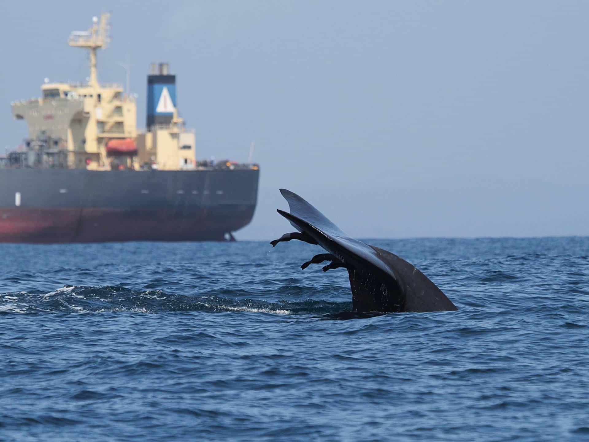 Una ballena cerca de un gran buque en el sur de Sri Lanka. Crédito: Asha de Vos. Imagen facilitada por la Universidad de Washington.