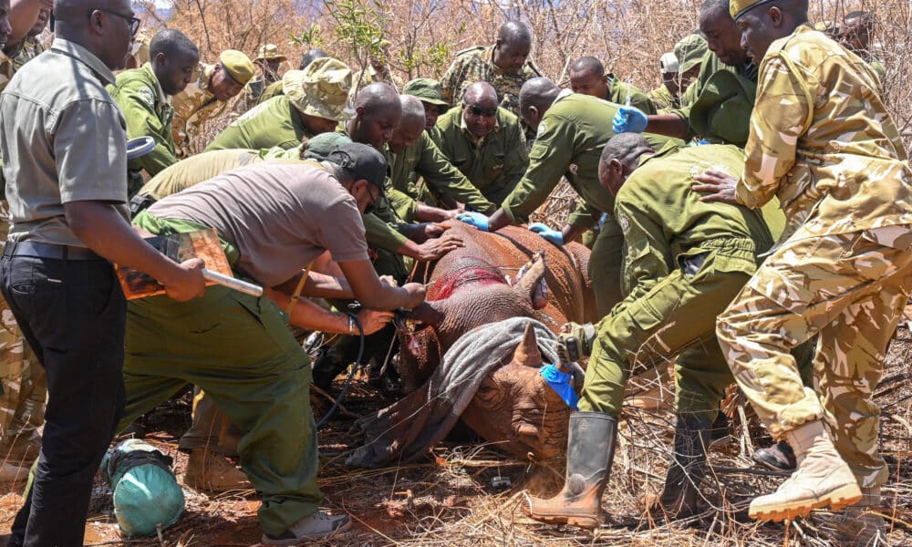 En un esfuerzo por aumentar el número de rinocerontes negros, especie en peligro de extinción, Kenia empezó un proyecto para identificar con dispositivos de rastreo a esos mamíferos, informó este jueves la ministra keniana de Turismo y Vida Silvestre, Rebeca Miano. Miano puso en marcha este miércoles el proyecto en el Parque Nacional de Tsavo (sur), uno de los más grandes del país. EFE/   Servicio de Vida Silvestre de Kenia (KWS)/SOLO USO EDITORIAL/SOLO DISPONIBLE PARA ILUSTRAR LA NOTICIA QUE ACOMPAÑA (CRÉDITO OBLIGATORIO)