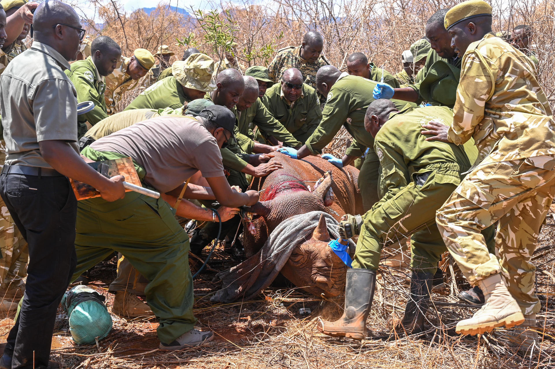 En un esfuerzo por aumentar el número de rinocerontes negros, especie en peligro de extinción, Kenia empezó un proyecto para identificar con dispositivos de rastreo a esos mamíferos, informó este jueves la ministra keniana de Turismo y Vida Silvestre, Rebeca Miano. Miano puso en marcha este miércoles el proyecto en el Parque Nacional de Tsavo (sur), uno de los más grandes del país. EFE/   Servicio de Vida Silvestre de Kenia (KWS)/SOLO USO EDITORIAL/SOLO DISPONIBLE PARA ILUSTRAR LA NOTICIA QUE ACOMPAÑA (CRÉDITO OBLIGATORIO)