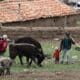 Fotografía de archivo de una familia a más de 3.500 metros de altura en la región de Junín, el 14 de noviembre de 2023, en los Andes del centro de Perú. EFE/Paolo Aguilar