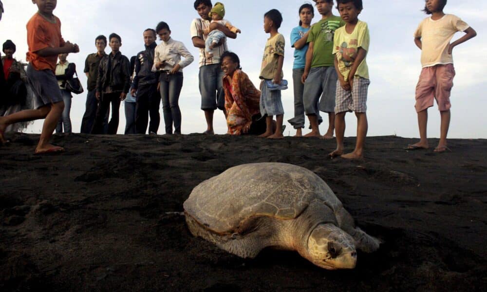 Fotografía de archivo en donde jóvenes miran un ejemplar de tortuga paslama (Lepidochelis olivaceae). EFE/Himawan