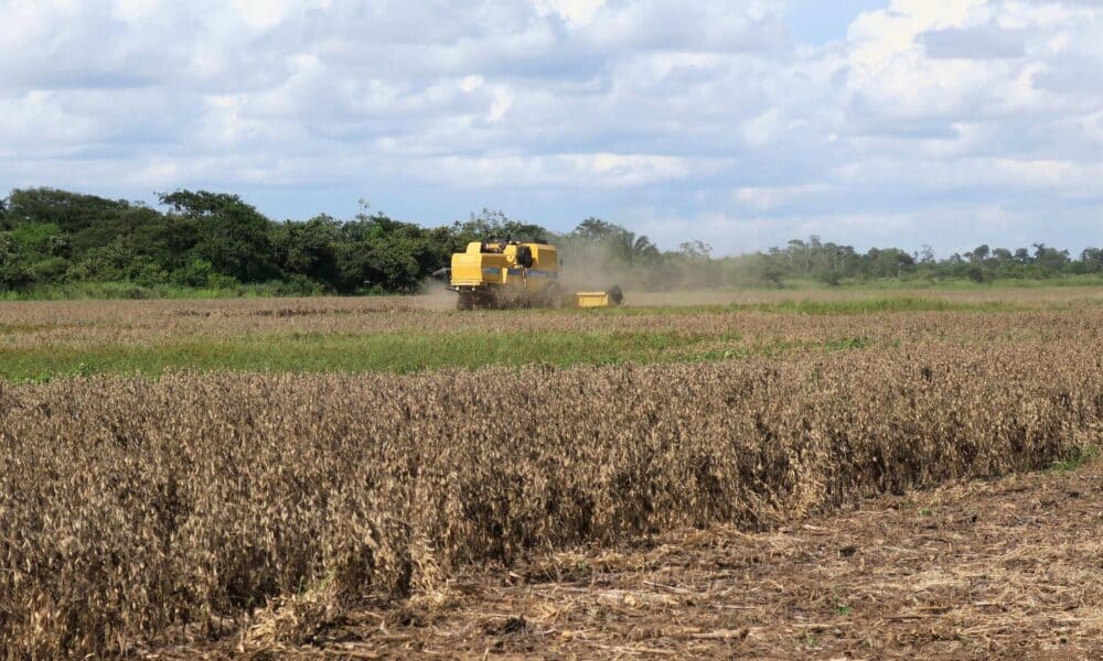 Imagen de archivo de una plantación de soya en Cuatro Cañadas (Bolivia). EFE/Yolanda Salazar