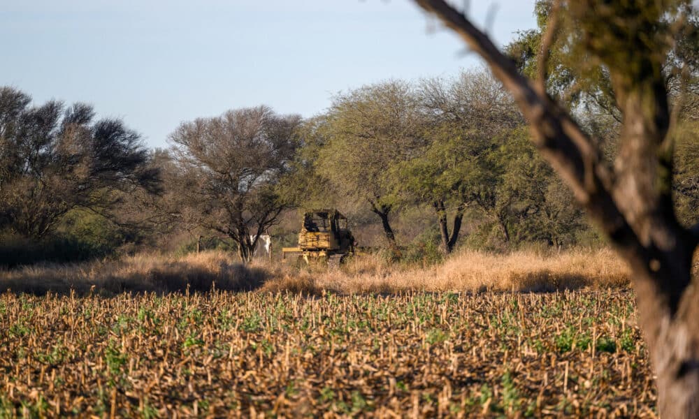 Fotografía cedida por Greenpeace del 27 de junio de 2024 de un campo en la provincia de Santiago del Estero. EFE/ Martin Katz