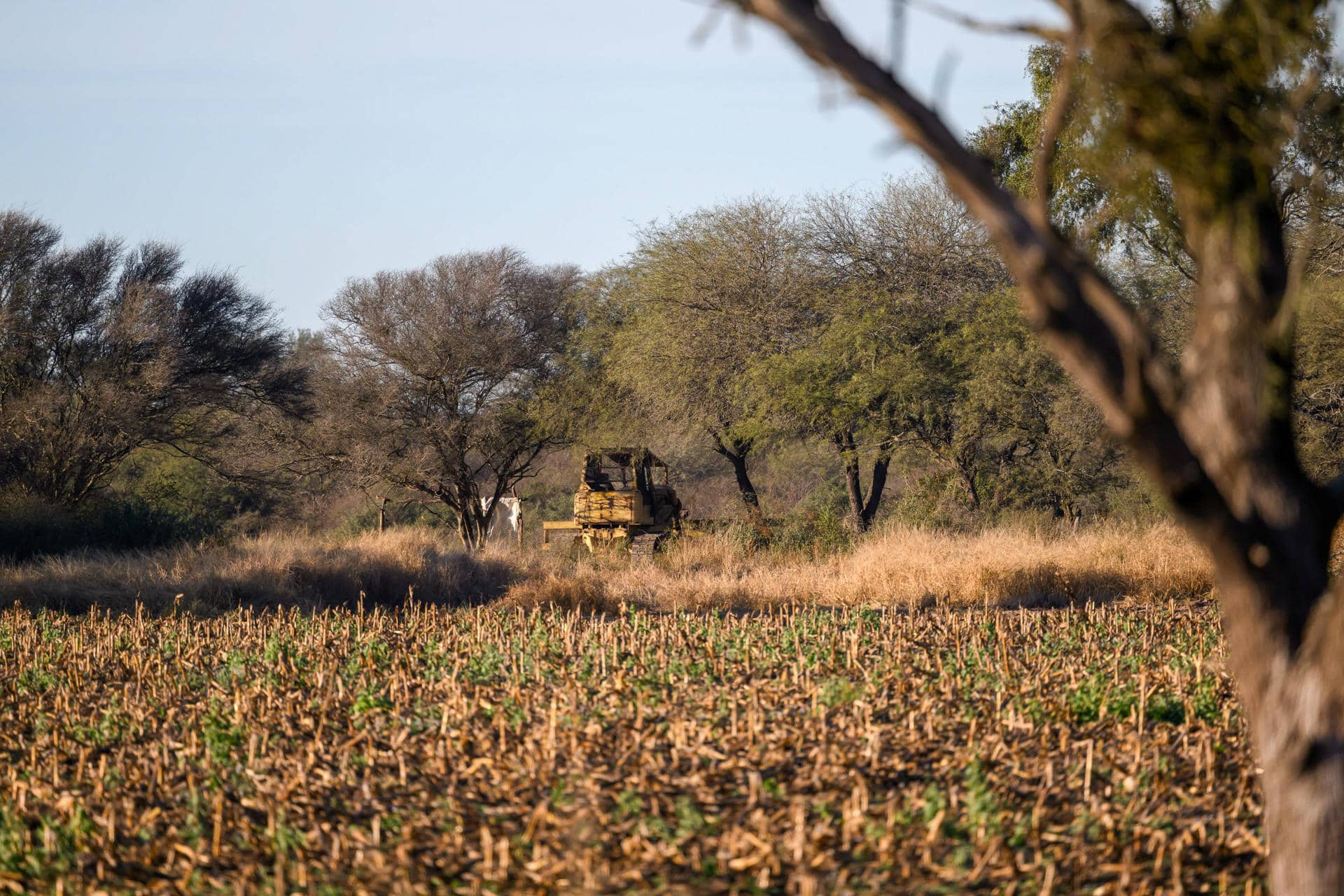 Fotografía cedida por Greenpeace del 27 de junio de 2024 de un campo en la provincia de Santiago del Estero. EFE/ Martin Katz