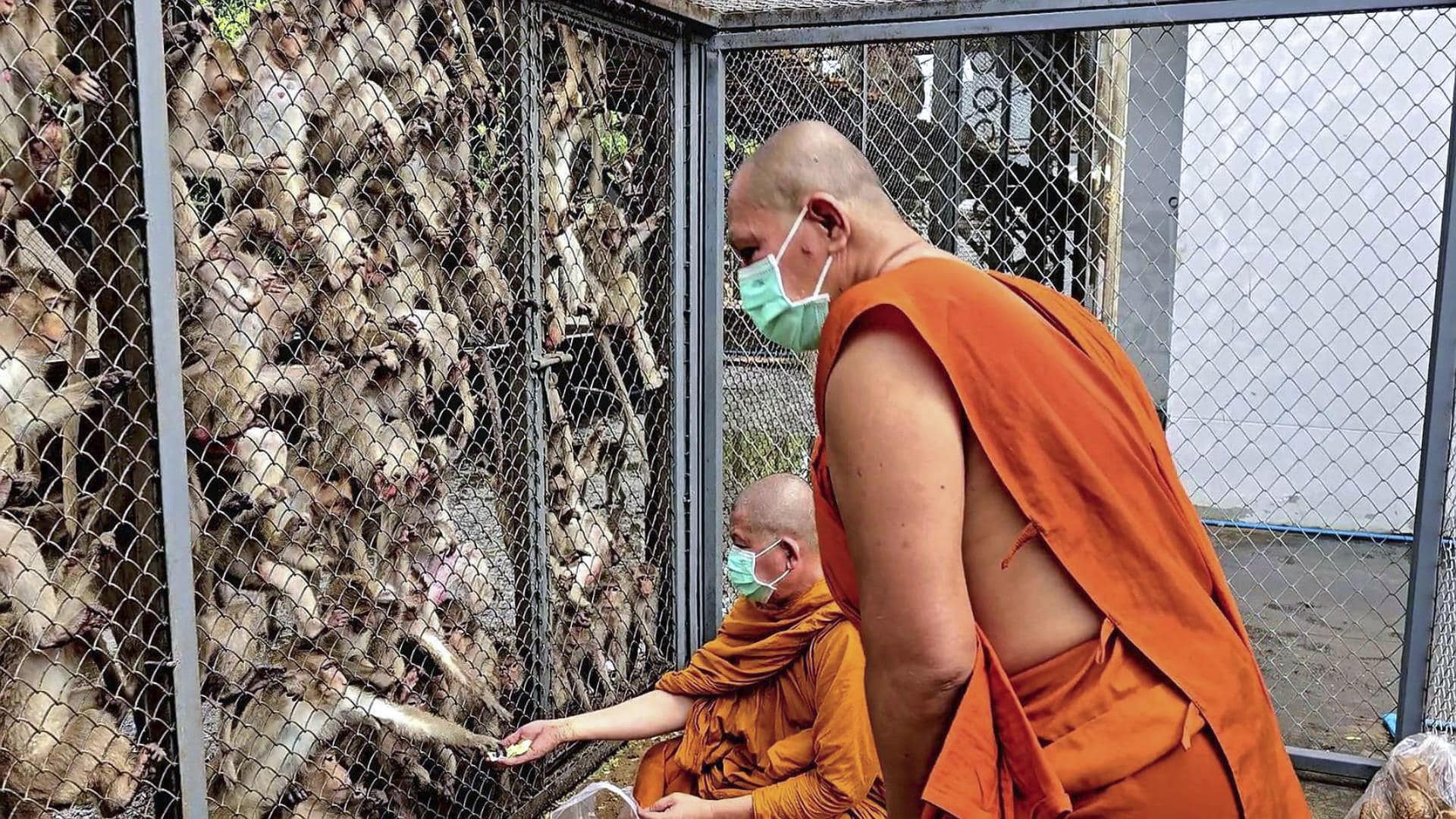 Decenas de monos invadieron una comisaría de la Policía en la ciudad tailandesa de Lopburi tras una fuga masiva de 200 de ellos de una jaula de un centro municipal de animales, situado a escasos metros del edificio de las fuerzas de seguridad. Tras la fuga la noche del sábado, los oficiales tuvieron que apresurarse a cerrar puertas y ventanas para evitar que los monos entraran en el edificio, publica este lunes en un comunicado el Departamento de Relaciones Públicas del Gobierno.-EFE/SOMCHAI KETCHAI, CHANNEL 5, LOPBURI***SOLO USO EDITORIAL/SOLO DISPONIBLE PARA ILUSTRAR LA NOTICIA QUE ACOMPAÑA (CRÉDITO OBLIGATORIO)***