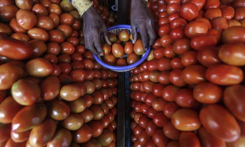 En la imagen de archivo, un vendedor coloca tomates en una frutería de Mira road, a las afueras de Bombay, la India. EFE/DIVYAKANT SOLANKI