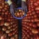 En la imagen de archivo, un vendedor coloca tomates en una frutería de Mira road, a las afueras de Bombay, la India. EFE/DIVYAKANT SOLANKI