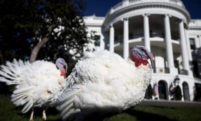 Fotografía de los pavos que fueron indultados este lunes por el presidente estadounidense, Joe Biden. EFE/Tierney L. Cross