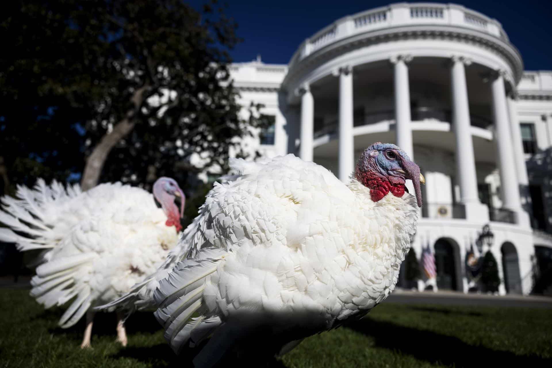 Fotografía de los pavos que fueron indultados este lunes por el presidente estadounidense, Joe Biden. EFE/Tierney L. Cross