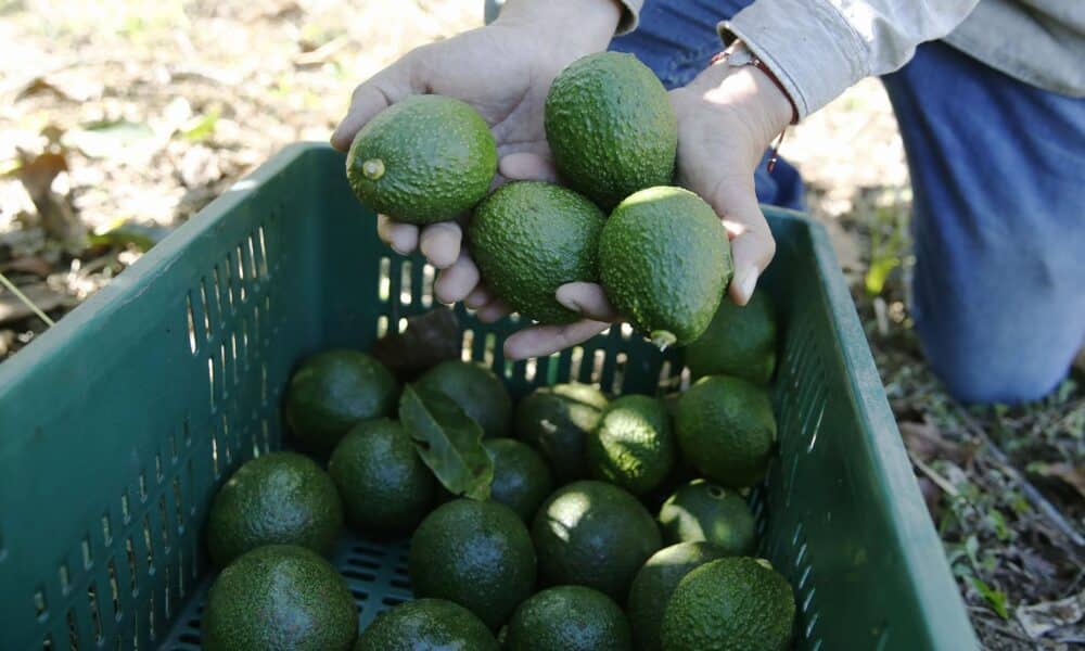 Fotografía de archivo en donde se ven aguacates Hass seleccionados. EFE/ Luis Eduardo Noriega A.