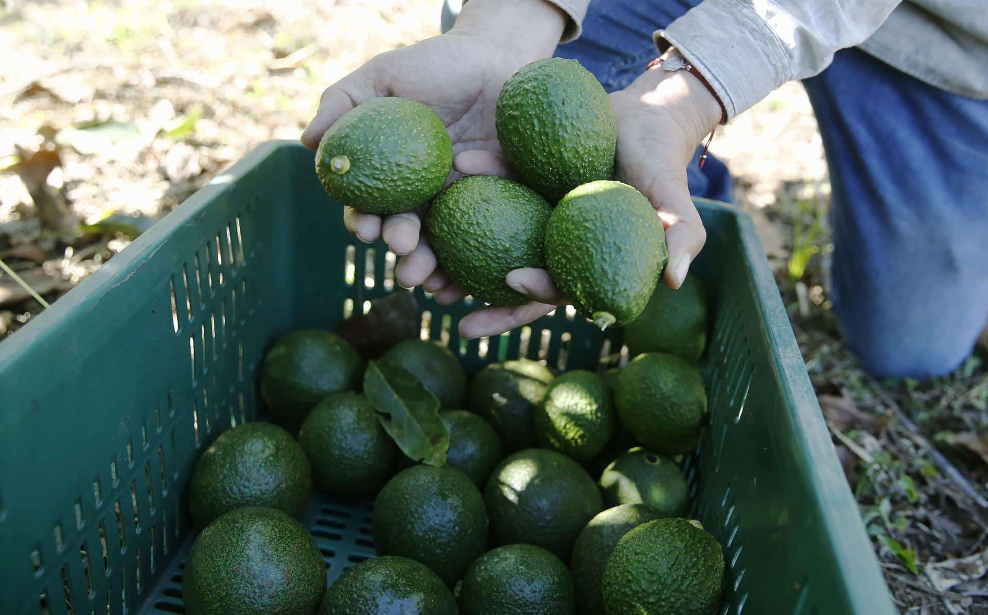 Fotografía de archivo en donde se ven aguacates Hass seleccionados. EFE/ Luis Eduardo Noriega A.