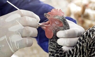 Foto de archivo en la que un especialista toma una prueba de saliva de un ave de granja para detectar  posibles casos de gripe aviar. EFE/ARCHIVO/John Riley