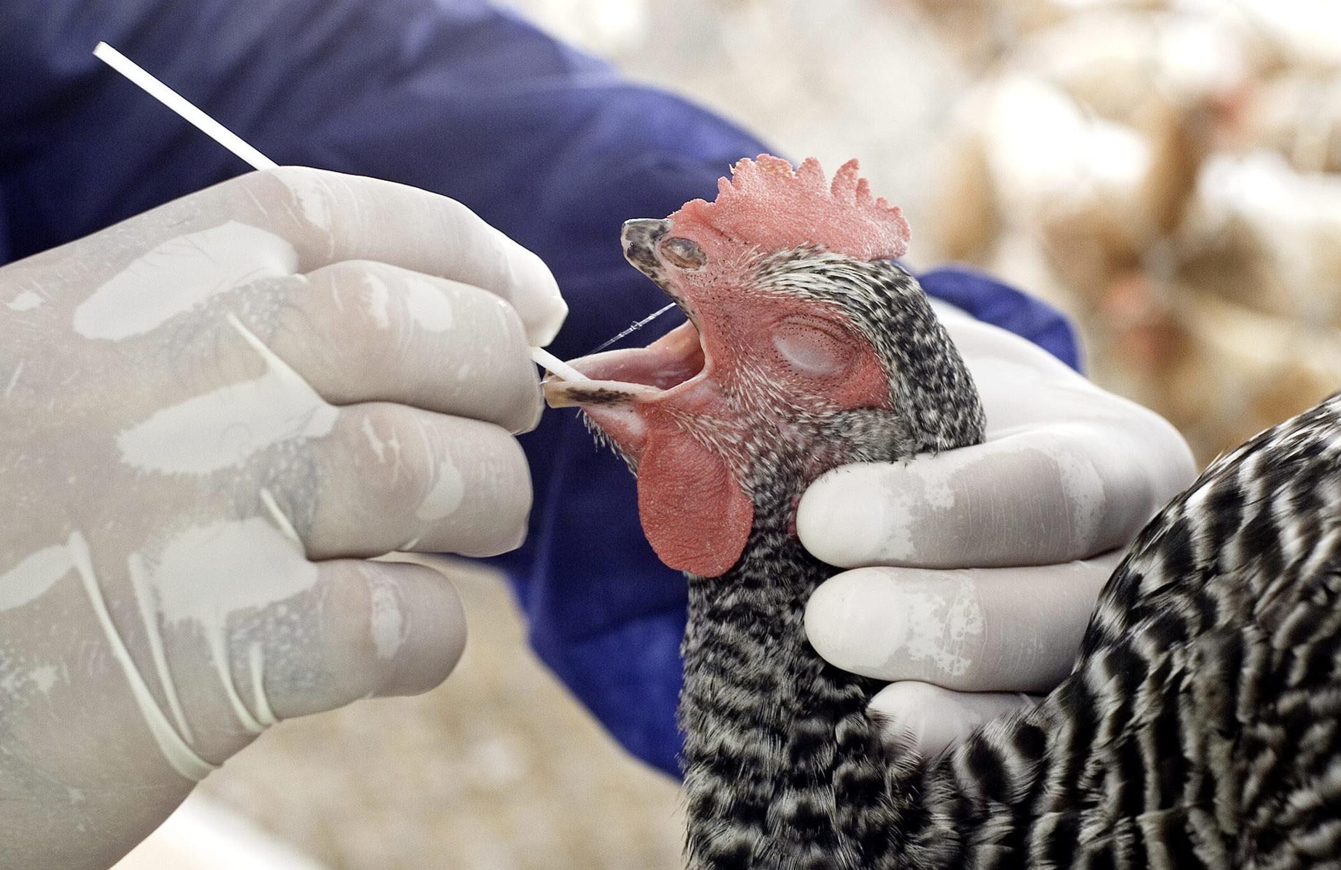 Foto de archivo en la que un especialista toma una prueba de saliva de un ave de granja para detectar  posibles casos de gripe aviar. EFE/ARCHIVO/John Riley