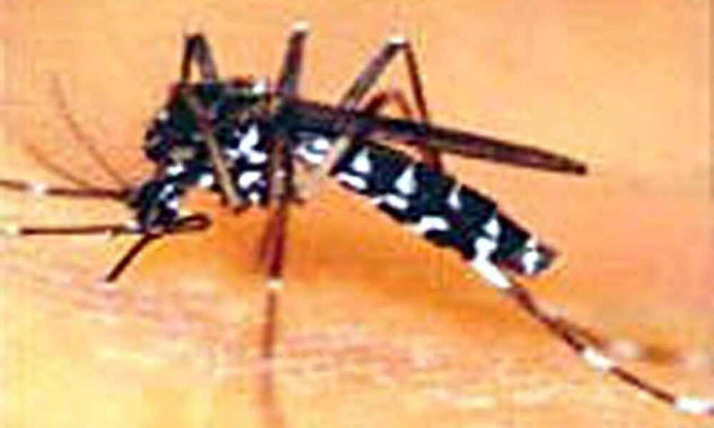 Imagen de archivo del mosquito tigre (Aedes albopictus). EFE