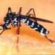 Imagen de archivo del mosquito tigre (Aedes albopictus). EFE