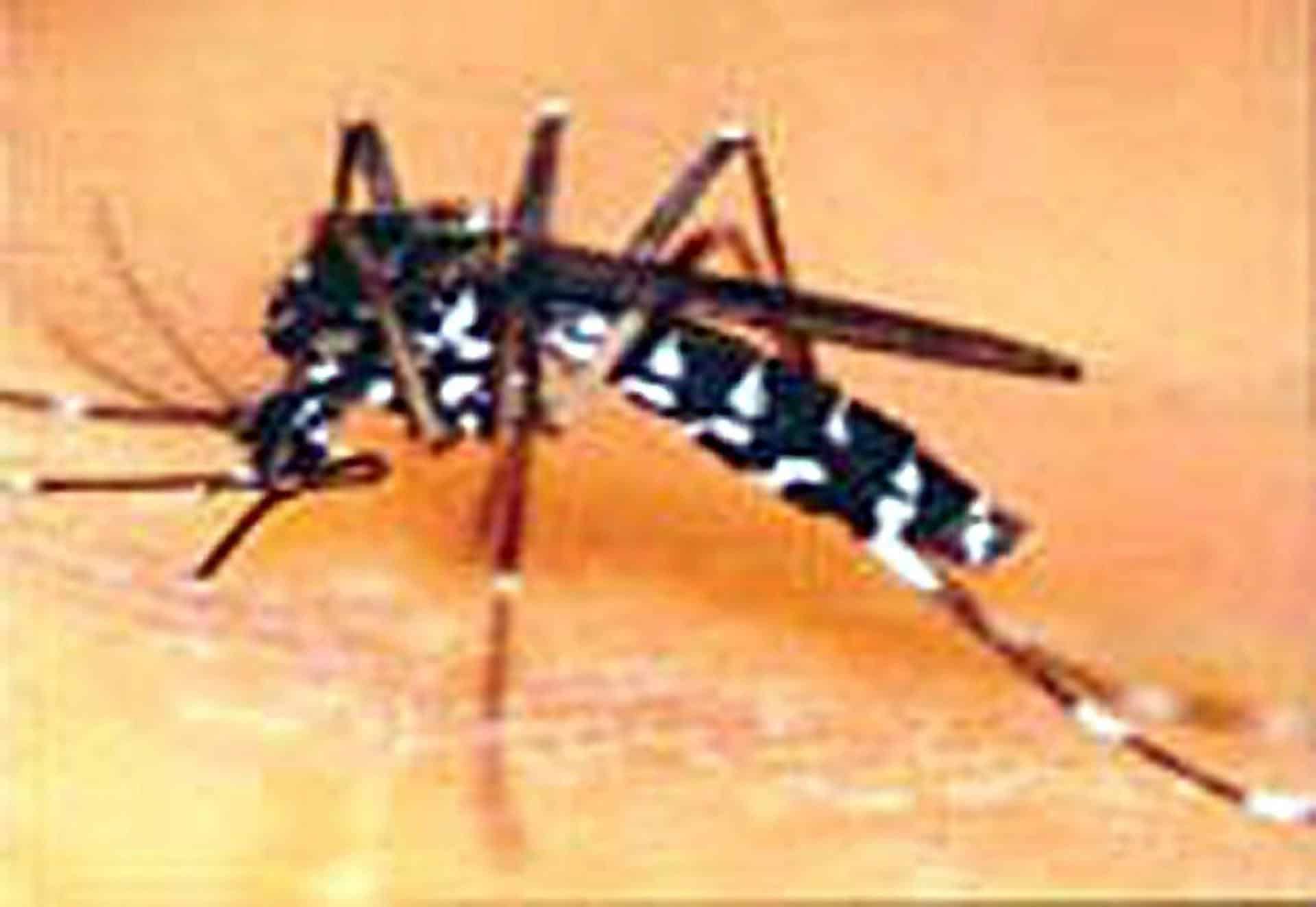 Imagen de archivo del mosquito tigre (Aedes albopictus). EFE