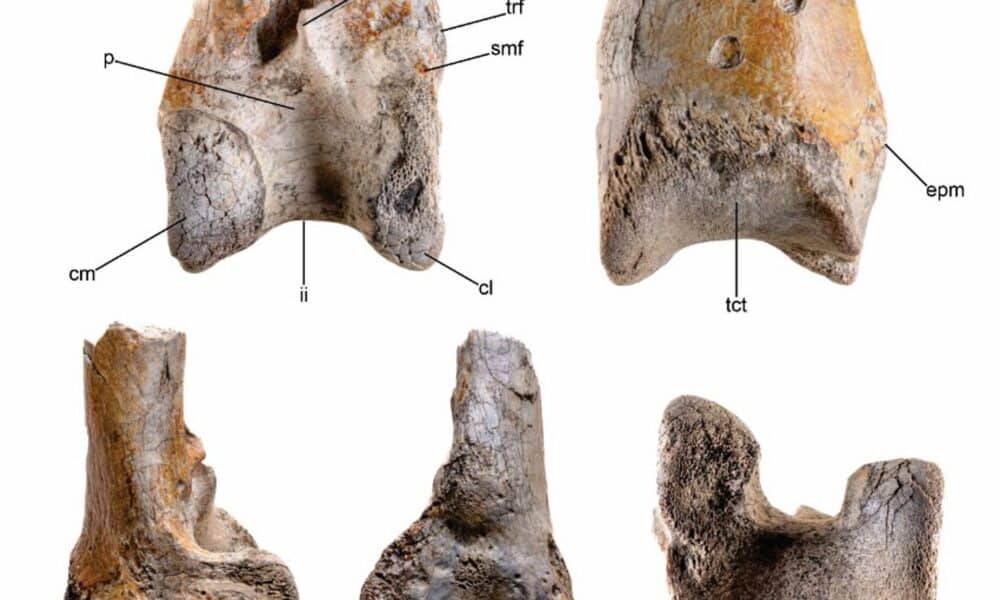 Imágenes del extremo del tibiotarso izquierdo de un ave del terror, un hueso de la parte inferior de la pata de las aves equivalente al de la tibia o espinilla humana, se remonta a la época del Mioceno, hace unos 12 millones de años. Crédito: Degrange et al.