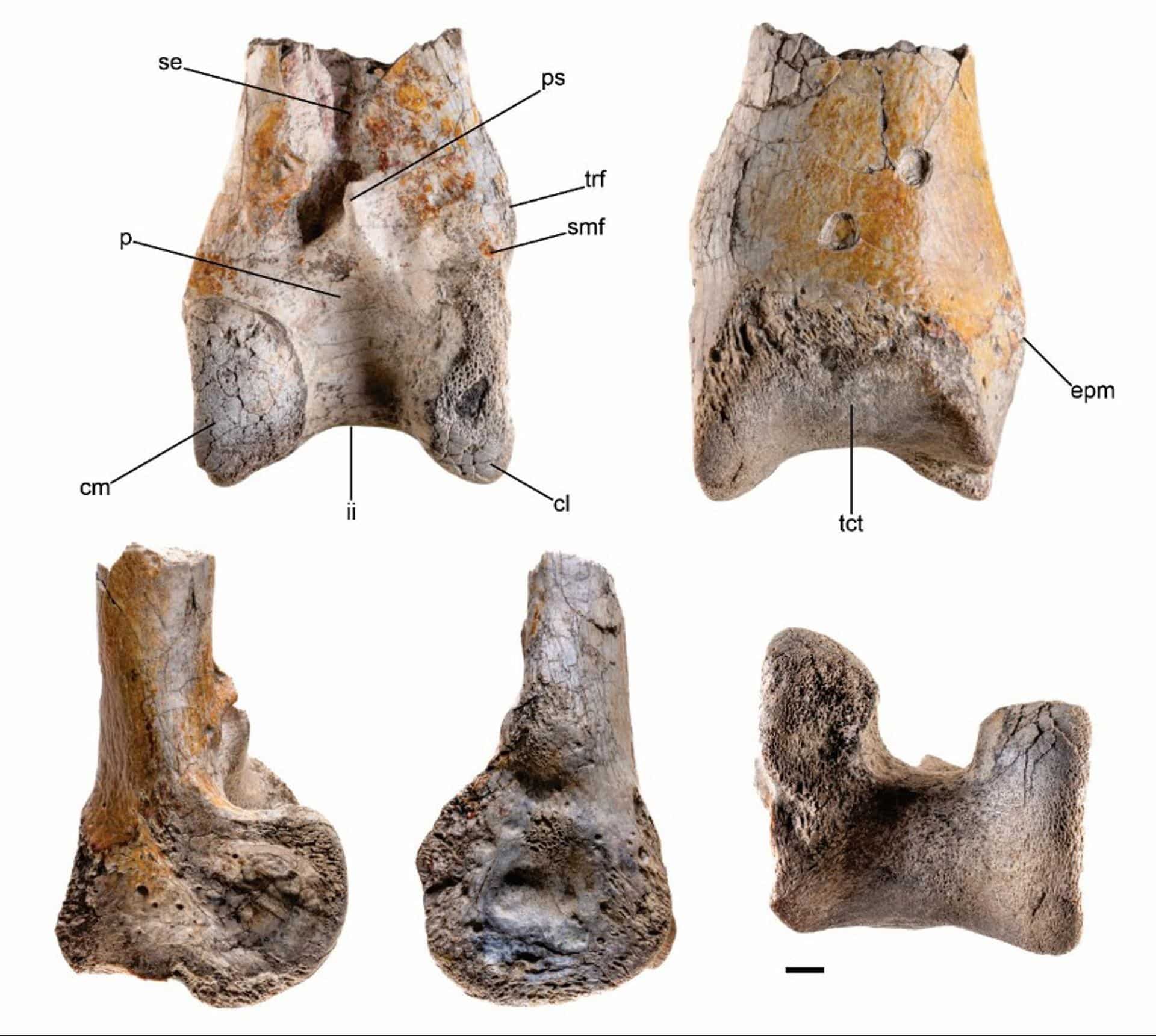 Imágenes del extremo del tibiotarso izquierdo de un ave del terror, un hueso de la parte inferior de la pata de las aves equivalente al de la tibia o espinilla humana, se remonta a la época del Mioceno, hace unos 12 millones de años. Crédito: Degrange et al.