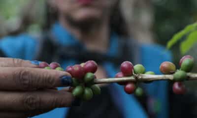 Fotografía de archivo en donde una mujer selecciona café en una finca de Viotá (Colombia). EFE/ Carlos Ortega