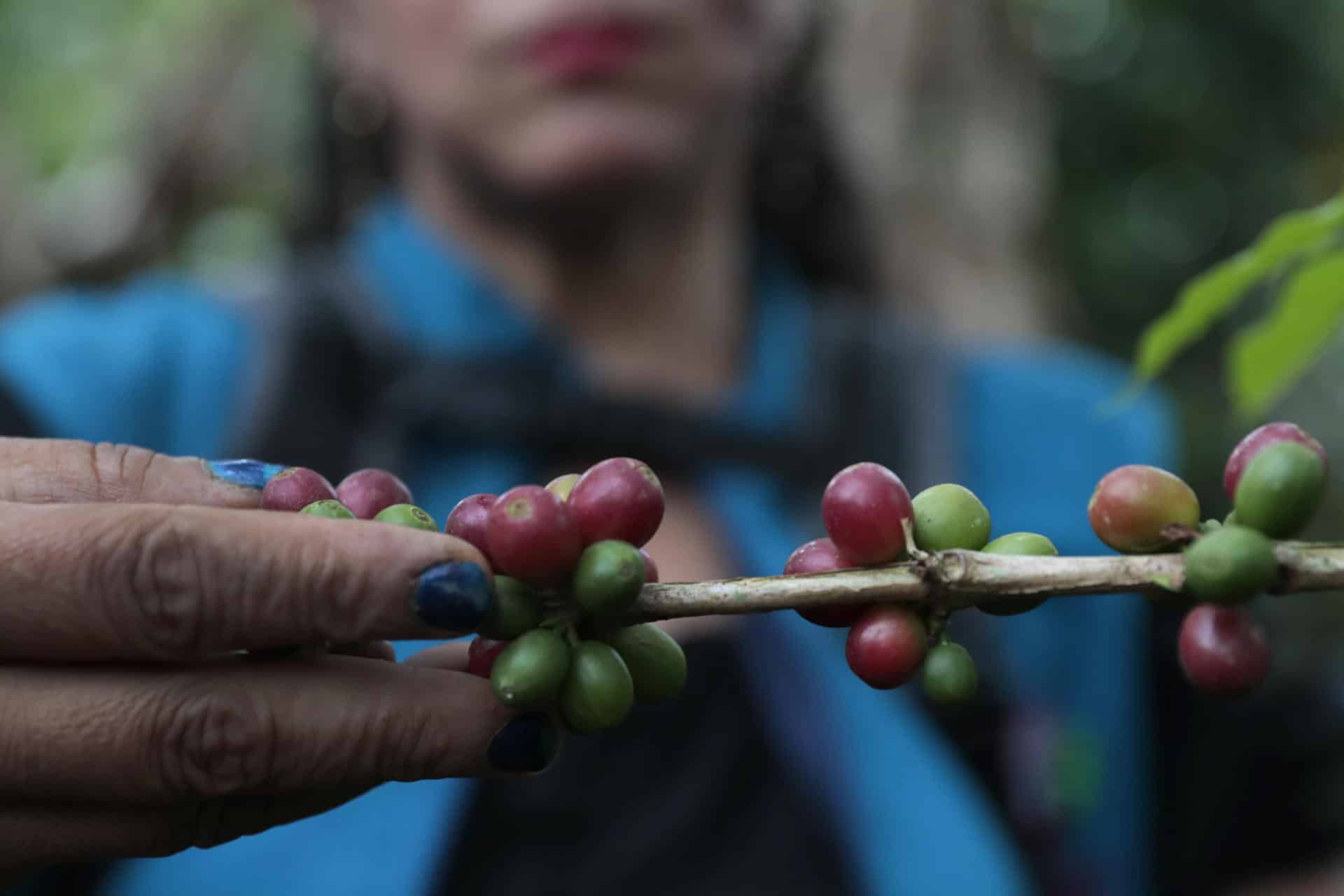 Fotografía de archivo en donde una mujer selecciona café en una finca de Viotá (Colombia). EFE/ Carlos Ortega