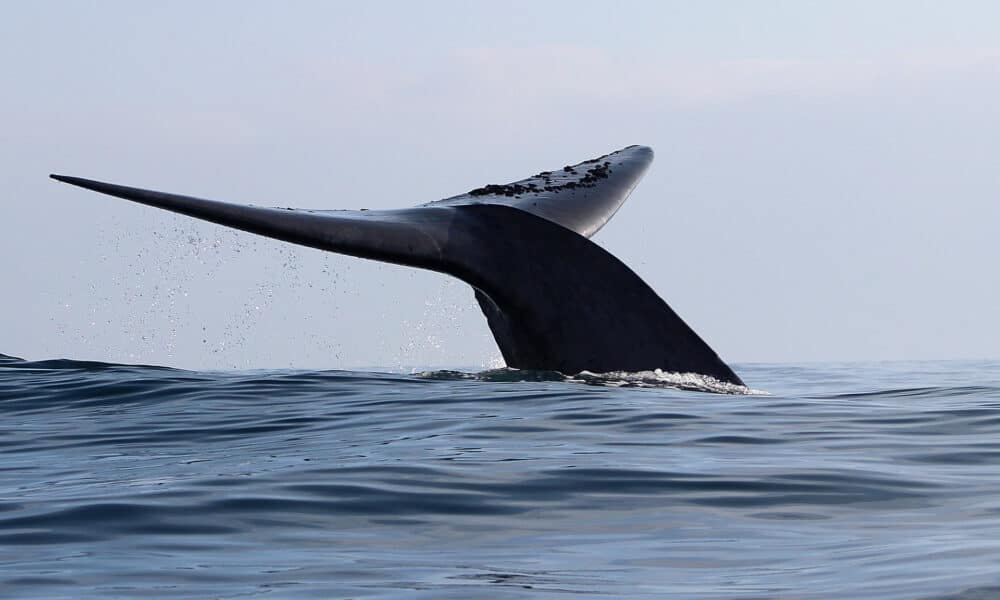 Fotografía de archivo de una ballena en aguas de Chile. EFE/ Susannah Buchan