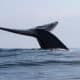 Fotografía de archivo de una ballena en aguas de Chile. EFE/ Susannah Buchan