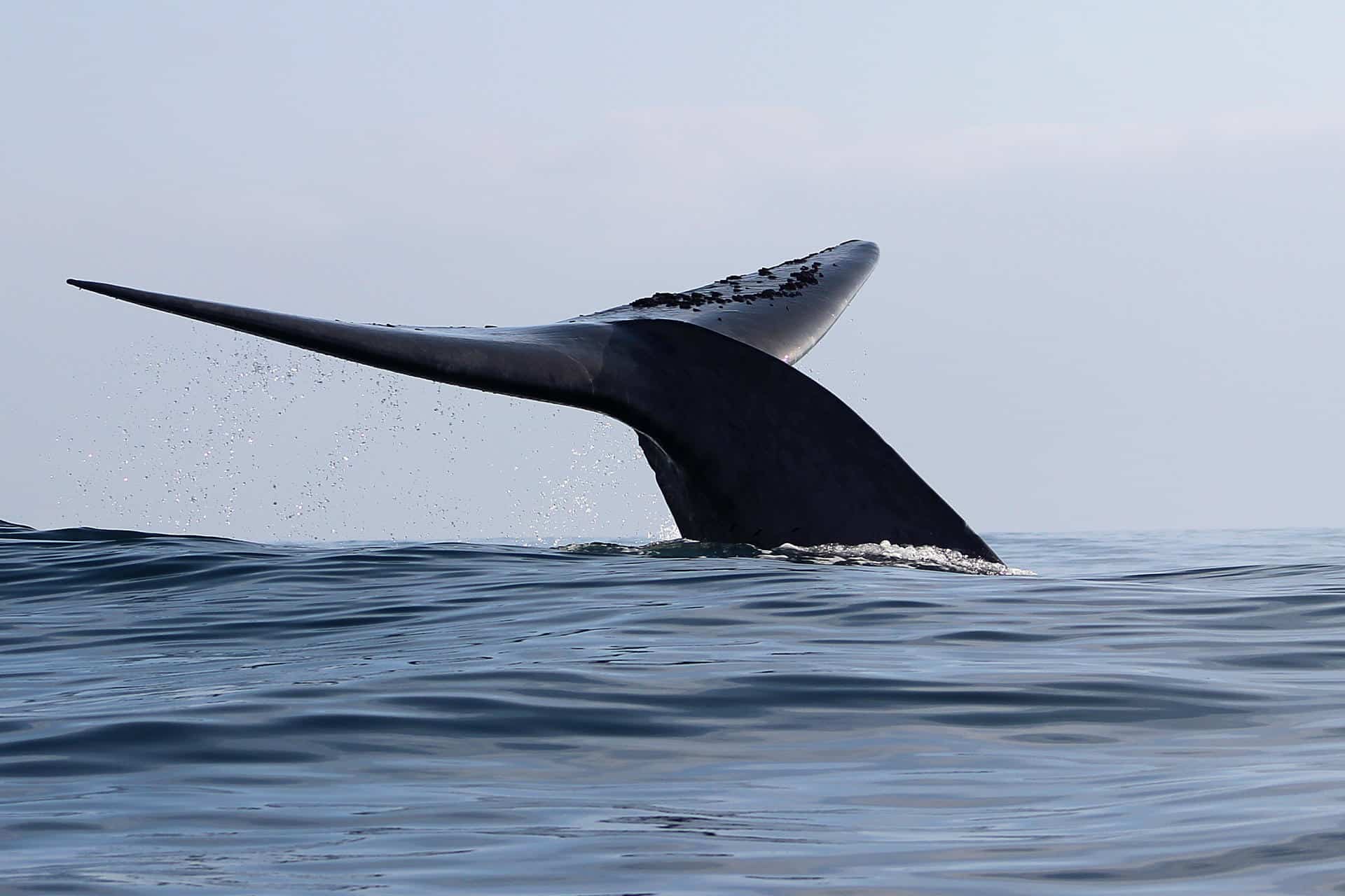 Fotografía de archivo de una ballena en aguas de Chile. EFE/ Susannah Buchan