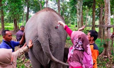 Con más de 100 kilos de peso y una altura de 83 centímetros al nacer, las autoridades medioambientales de Indonesia celebraron este martes el nacimiento de un elefante de Sumatra, una especie en peligro crítico de extinción. EFE/ Centro De Conservación De Recursos Naturales de Riau / ***SOLO USO EDITORIAL/SOLO DISPONIBLE PARA ILUSTRAR LA NOTICIA QUE ACOMPAÑA (CRÉDITO OBLIGATORIO)***