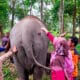 Con más de 100 kilos de peso y una altura de 83 centímetros al nacer, las autoridades medioambientales de Indonesia celebraron este martes el nacimiento de un elefante de Sumatra, una especie en peligro crítico de extinción. EFE/ Centro De Conservación De Recursos Naturales de Riau / ***SOLO USO EDITORIAL/SOLO DISPONIBLE PARA ILUSTRAR LA NOTICIA QUE ACOMPAÑA (CRÉDITO OBLIGATORIO)***