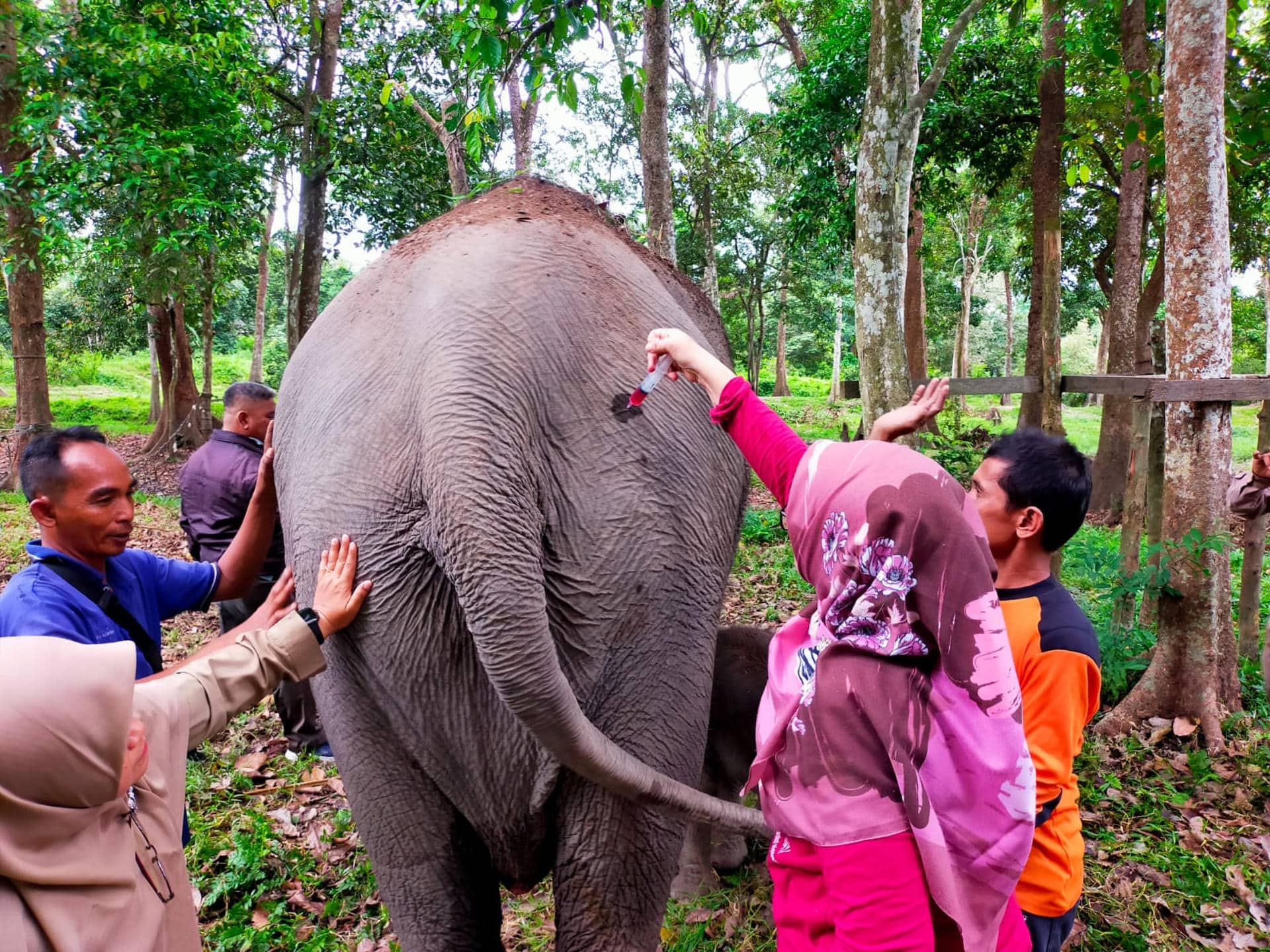 Con más de 100 kilos de peso y una altura de 83 centímetros al nacer, las autoridades medioambientales de Indonesia celebraron este martes el nacimiento de un elefante de Sumatra, una especie en peligro crítico de extinción. EFE/ Centro De Conservación De Recursos Naturales de Riau / ***SOLO USO EDITORIAL/SOLO DISPONIBLE PARA ILUSTRAR LA NOTICIA QUE ACOMPAÑA (CRÉDITO OBLIGATORIO)***