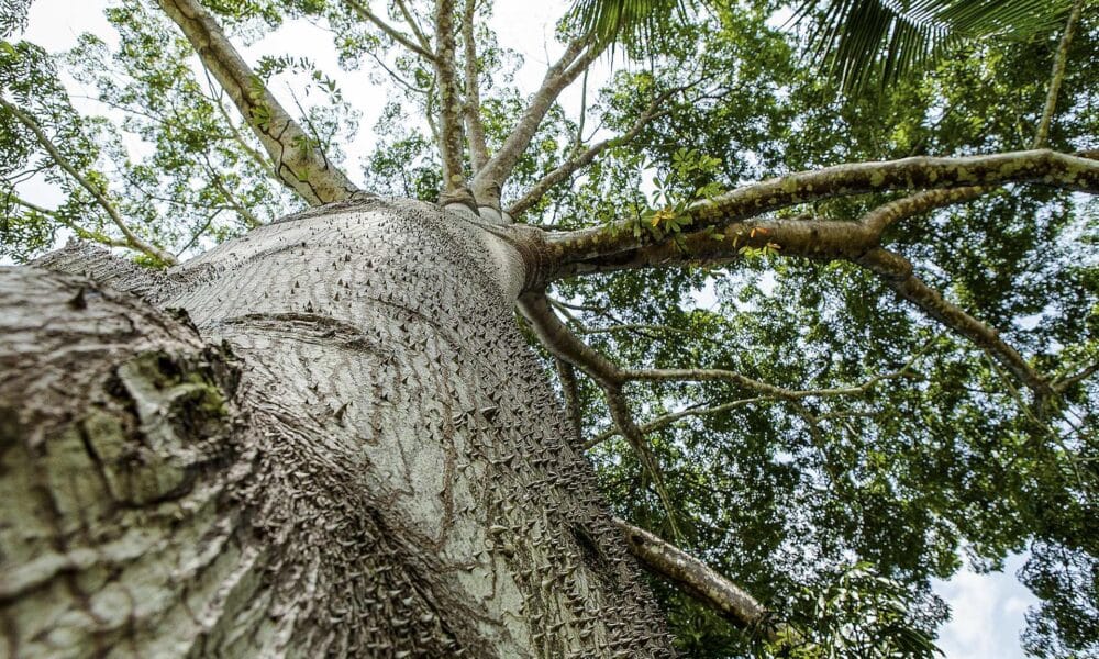 Un árbol en la zona rural del municipio de Cacoal, en el amazónico estado de Rondonia (Brasil). EFE/Beethoven Delano