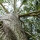 Un árbol en la zona rural del municipio de Cacoal, en el amazónico estado de Rondonia (Brasil). EFE/Beethoven Delano