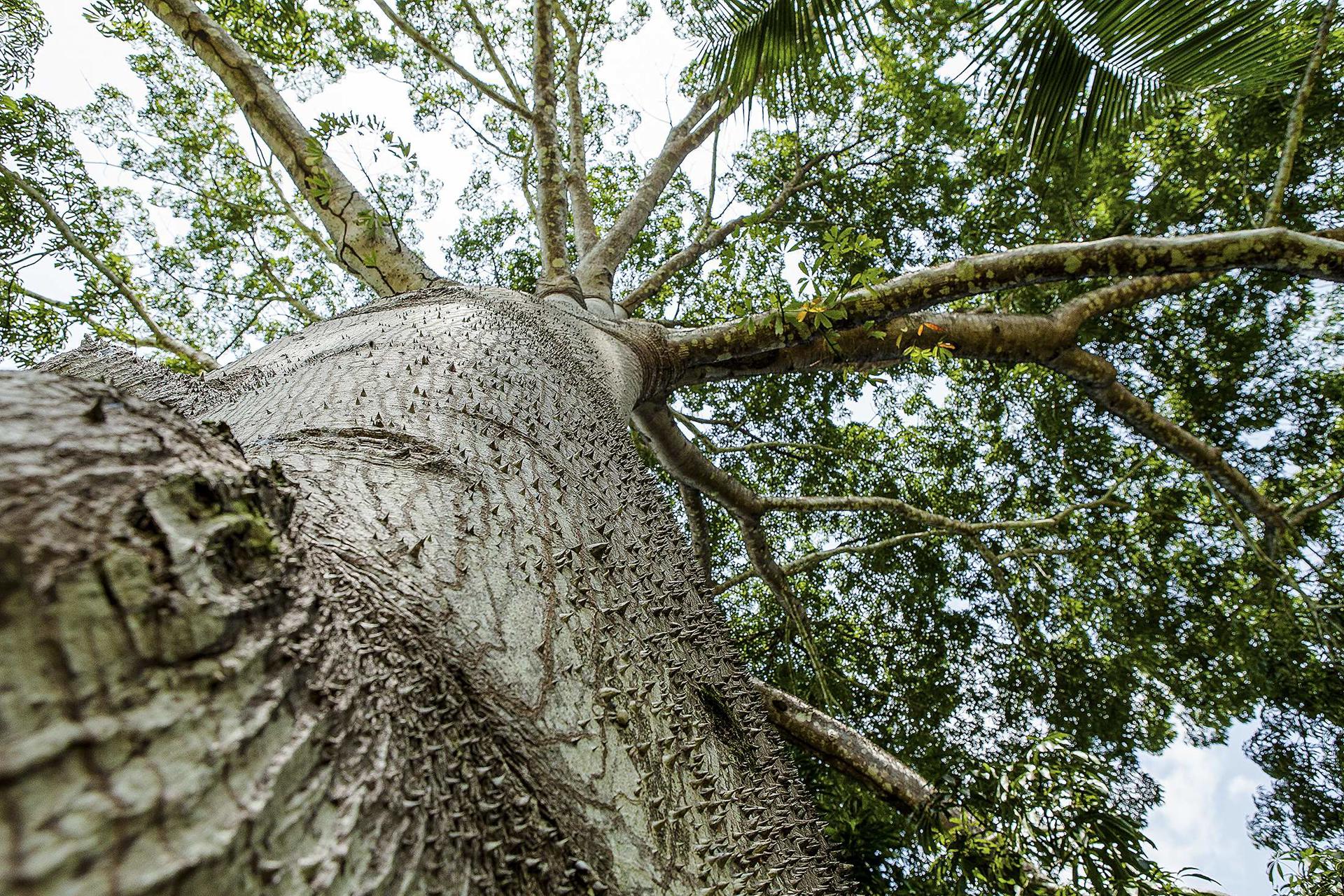 Un árbol en la zona rural del municipio de Cacoal, en el amazónico estado de Rondonia (Brasil). EFE/Beethoven Delano