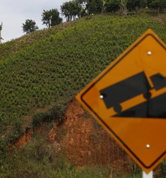 Fotografía de archivo en donde se ve un cultivo de coca, el 19 de septiembre de 2023, en la vereda Playa Rica, en el municipio de Suárez (Colombia). EFE/ Ernesto Guzmán