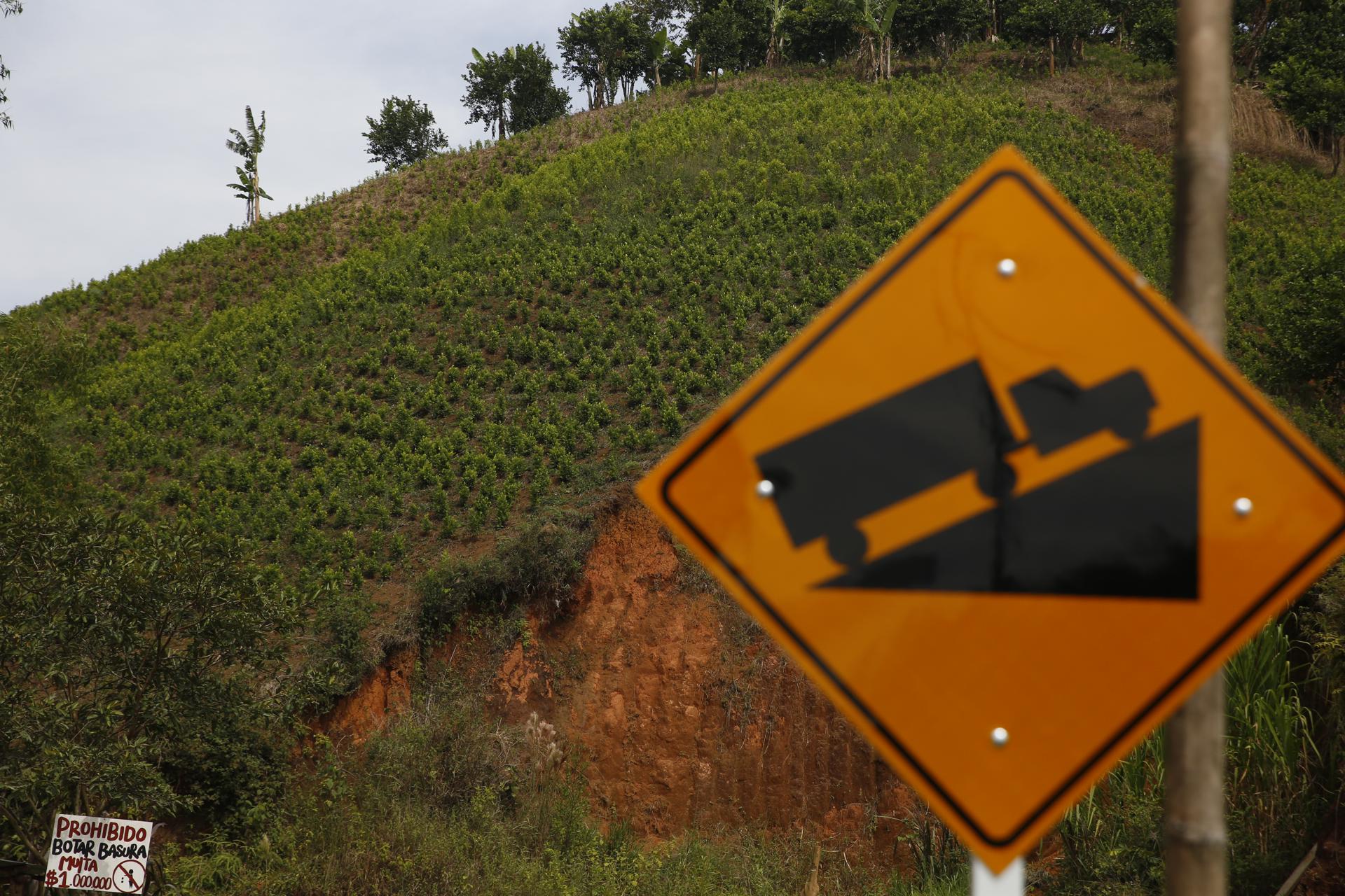 Fotografía de archivo en donde se ve un cultivo de coca, el 19 de septiembre de 2023, en la vereda Playa Rica, en el municipio de Suárez (Colombia). EFE/ Ernesto Guzmán