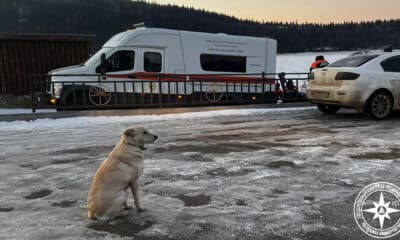 Una perra llamada Belka lleva cuatro días esperando a su amo que murió ahogado mientras intentaba cruzar en bicicleta sobre el hielo del río Ufá en la república rusa de Bashkiria, informaron hoy las autoridades locales. EFE/Departamento de Emergencias de la república rusa de Bashkiria // SOLO USO EDITORIAL/SOLO DISPONIBLE PARA ILUSTRAR LA NOTICIA QUE ACOMPAÑA (CRÉDITO OBLIGATORIO)