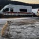 Una perra llamada Belka lleva cuatro días esperando a su amo que murió ahogado mientras intentaba cruzar en bicicleta sobre el hielo del río Ufá en la república rusa de Bashkiria, informaron hoy las autoridades locales. EFE/Departamento de Emergencias de la república rusa de Bashkiria // SOLO USO EDITORIAL/SOLO DISPONIBLE PARA ILUSTRAR LA NOTICIA QUE ACOMPAÑA (CRÉDITO OBLIGATORIO)