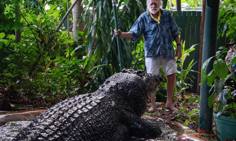 Fotografía de archivo del cuidador del centro Marineland Melanesia de Australia con Cassius, el cocodrilo en cautividad más grande del mundo según el Libro Guiness de los Récords, que falleció el 1 de noviembre. EFE/EPA/BRIAN CASSEY AUSTRALIA AND NEW ZEALAND OUT