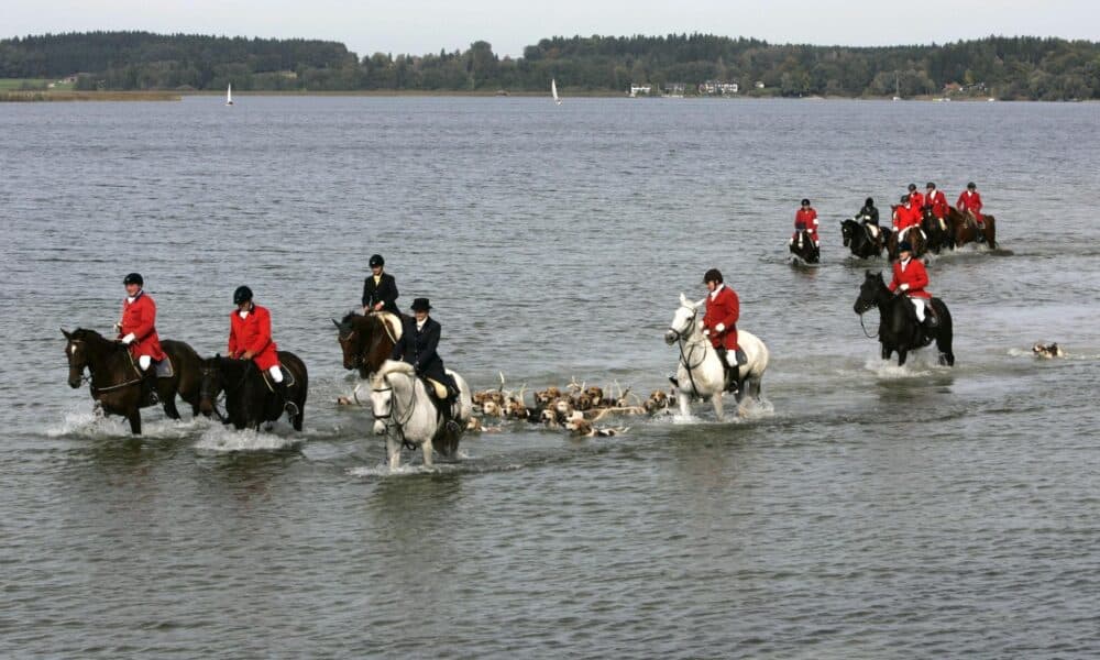 El Parlamento británico prohíbe en 2004 la caza del zorro con perros en Inglaterra y Gales, aunque el veto no entra en vigor hasta febrero de 2005. EPA/DIETHER ENDLICHER