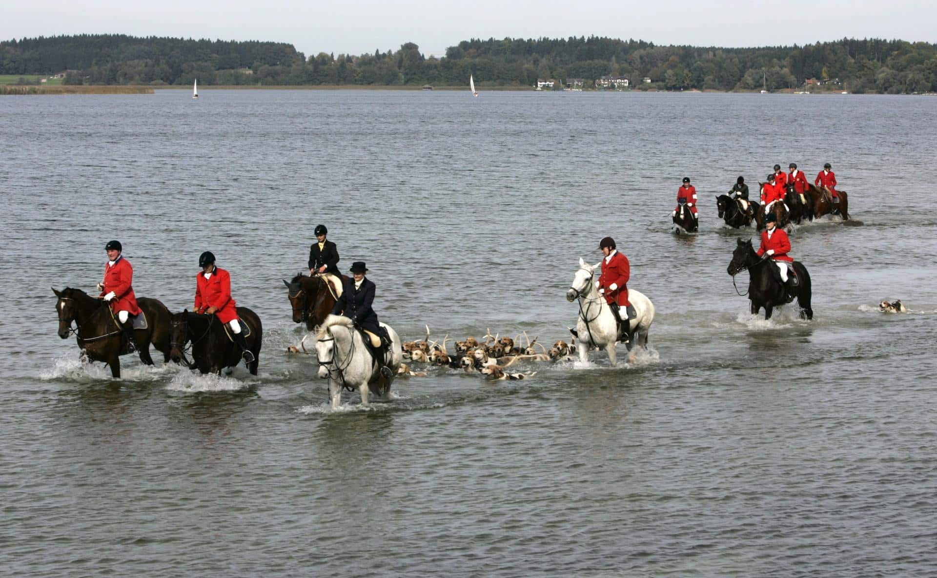 El Parlamento británico prohíbe en 2004 la caza del zorro con perros en Inglaterra y Gales, aunque el veto no entra en vigor hasta febrero de 2005. EPA/DIETHER ENDLICHER