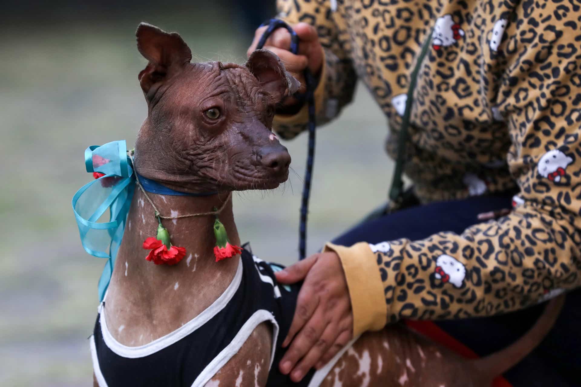 La Cámara de Diputados de México aprobó este martes en lo general y en lo particular con una modificación, el dictamen que reforma y adiciona los artículos 3, 4 y 73 de la Constitución mexicana, en materia de protección y cuidado animal. Archivo. EFE/Sáshenka Gutiérrez