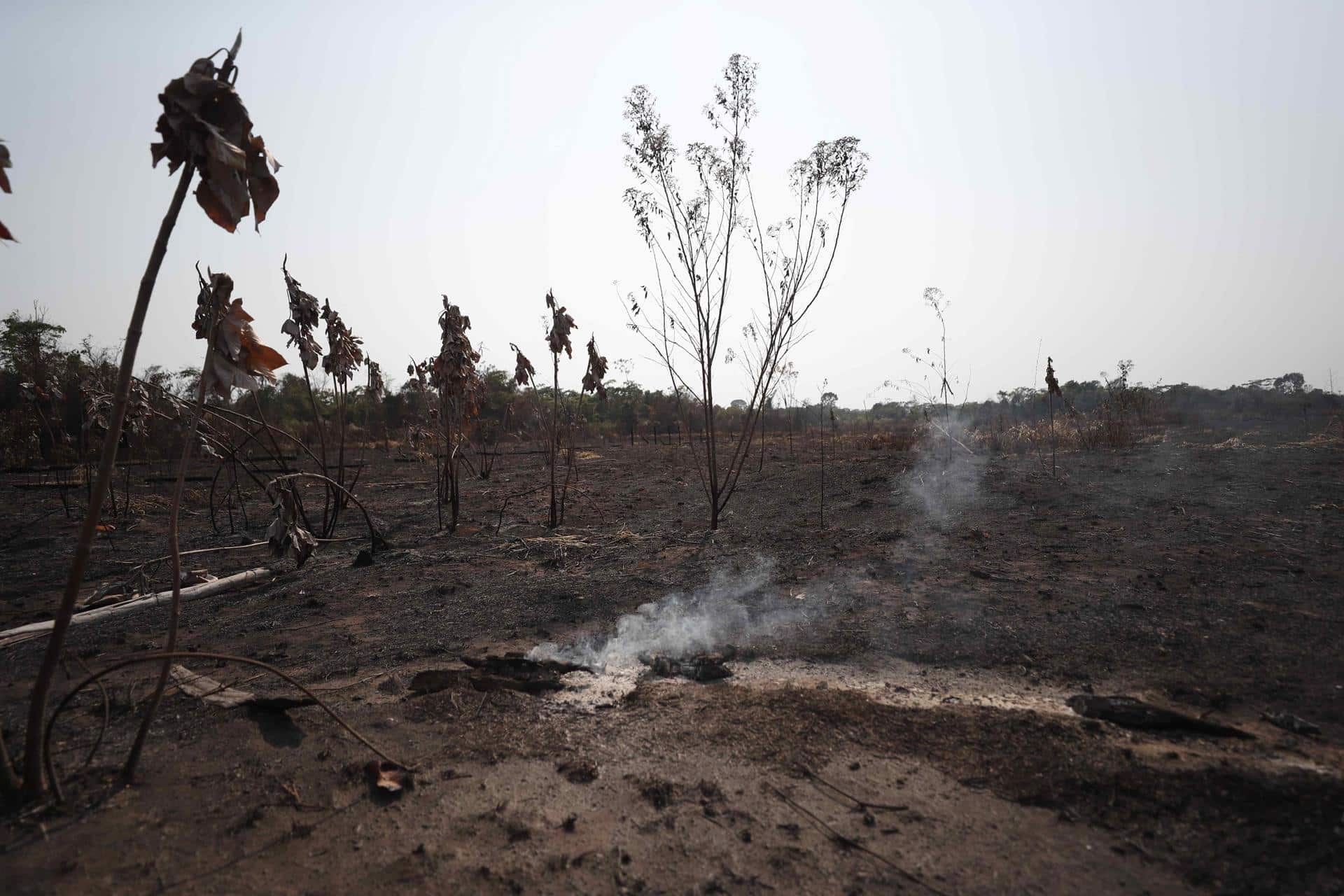 Fotografía de archivo de los daños que sufre actualmente la Amazonía. EFE/Paolo Aguilar