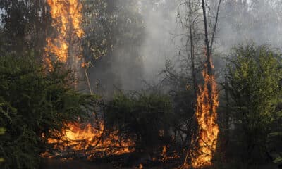 Fotografía un incendio forestal este martes en Quilpué (Chile). EFE/Adriana Thomasa