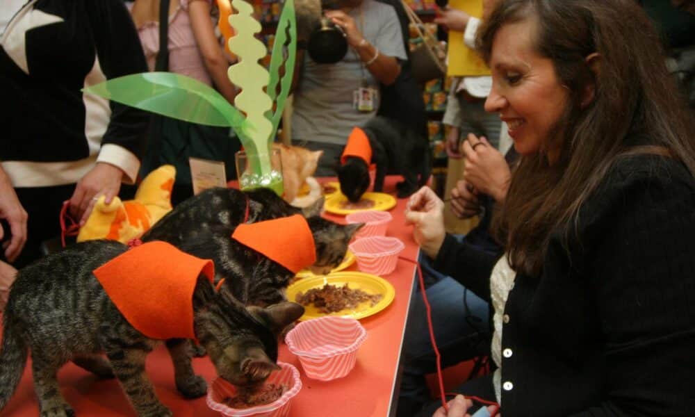 Fotografía de archivo del 17 de agosto de 2004 donde aparece una mujer observando a su gato comer, durante la inauguración del primer café y restaurante para gatos 'Meow Mix' en Nueva York (EE.UU.). EFE/Miguel Rajmil