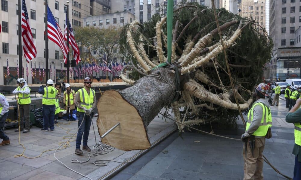 Un equipo de trabajadores levanta el árbol de Navidad del Rockefeller Center en Nueva York, EE. UU., 9 de noviembre de 2024. EFE/EPA/Sarah Yenesel